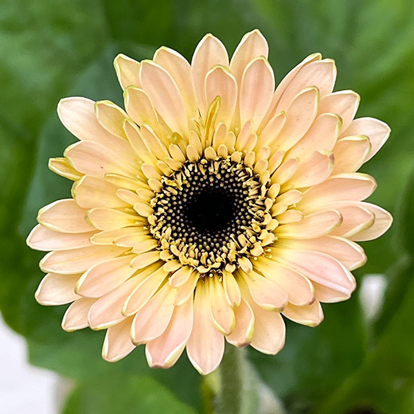 ガーデンガーベラ(ガルビネア):サンシェイパー トロピカル シモーネ3.5号ロングポット