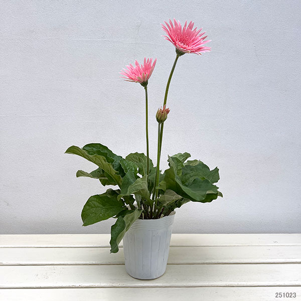 ガーデンガーベラ(ガルビネア):サンシェイパー トロピカル ブリット3.5号ロングポット