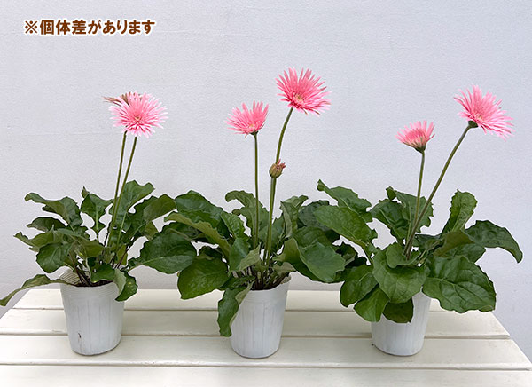 ガーデンガーベラ(ガルビネア):サンシェイパー トロピカル ブリット3.5号ロングポット