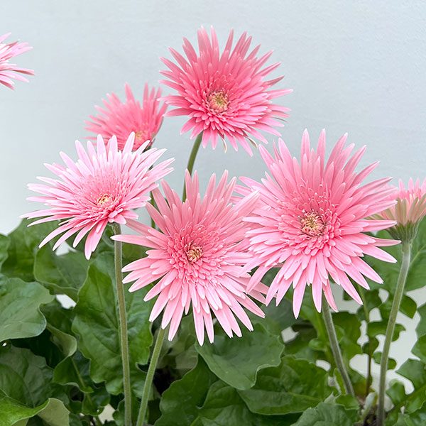 ガーデンガーベラ(ガルビネア):サンシェイパー トロピカル ブリット3.5号ロングポット