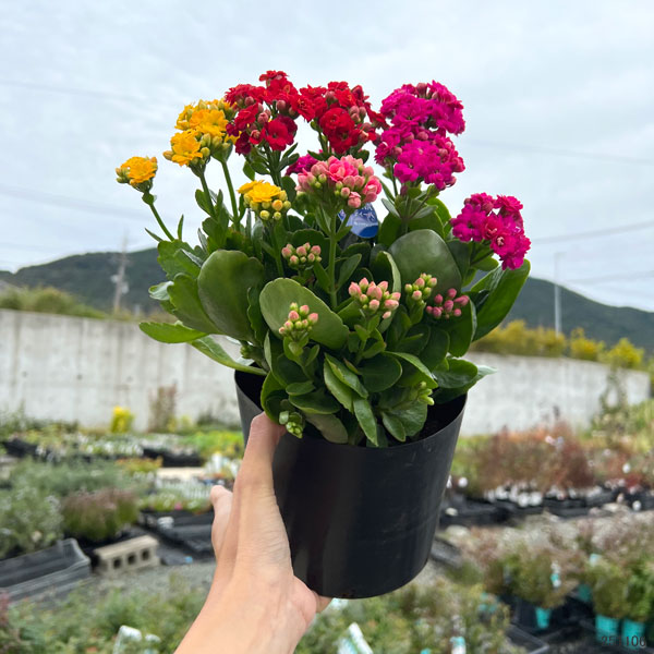 カランコエ：カランディーバ 花色ミックス5.5号鉢植え