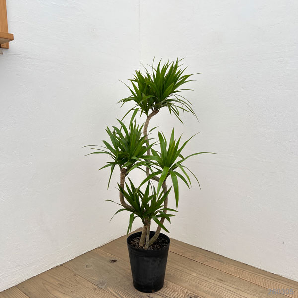 ドラセナ：ナビ―　6号硬質ポット