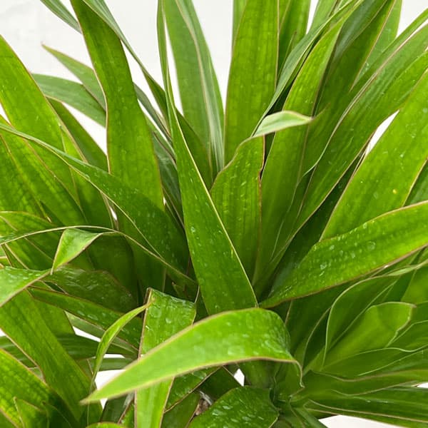 ドラセナ：ナビ―　6号硬質ポット