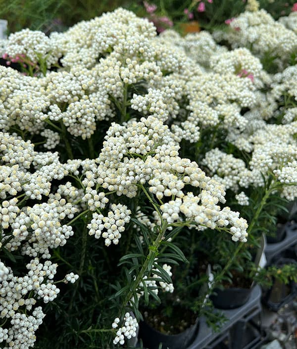 ライスフラワー:スプリングホワイト3号ポット