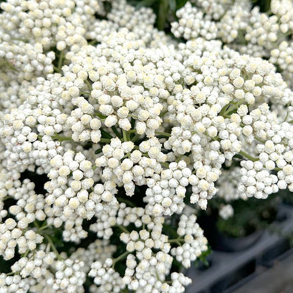 ライスフラワー:スプリングホワイト3号ポット