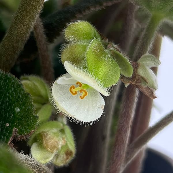 ベゴニア(根茎):プスツラータ 4号鉢植え