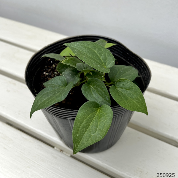 クレマチス:フジガオカ(富士ヶ丘)5号ポット/ボサタイプ(パテンス系)