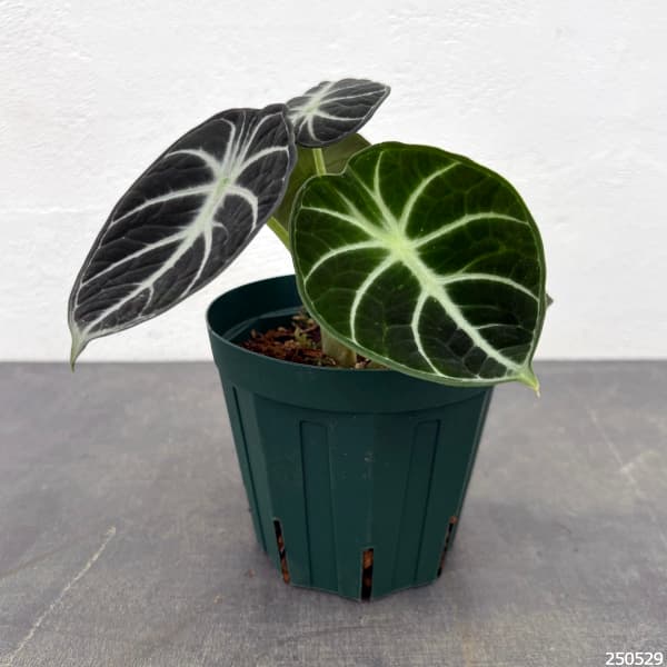 アロカシア：ニンジャ　4号鉢植え