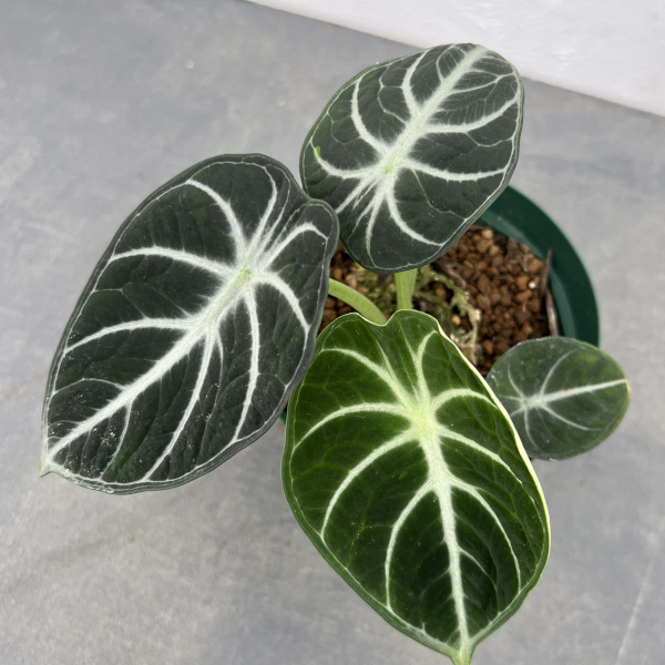 アロカシア：ニンジャ　4号鉢植え