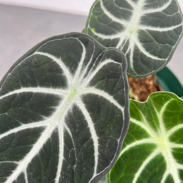 アロカシア：ニンジャ　4号鉢植え