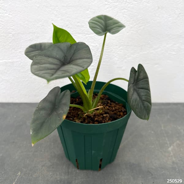 アロカシア プラチナム ビスマ アルボ Alocasia 'Platinum'(アロカシア
