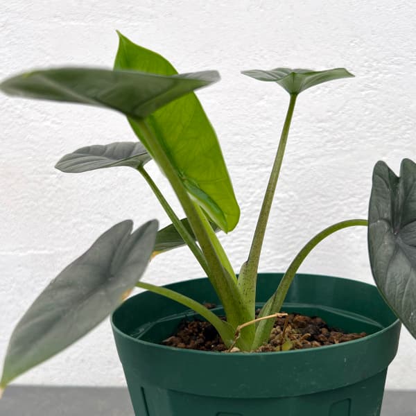 園芸ネット本店｜アロカシア：ビスマ 4号鉢植え の通販【公式】