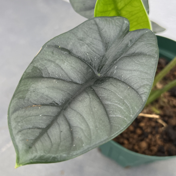 園芸ネット本店｜アロカシア：ビスマ 4号鉢植え の通販【公式】