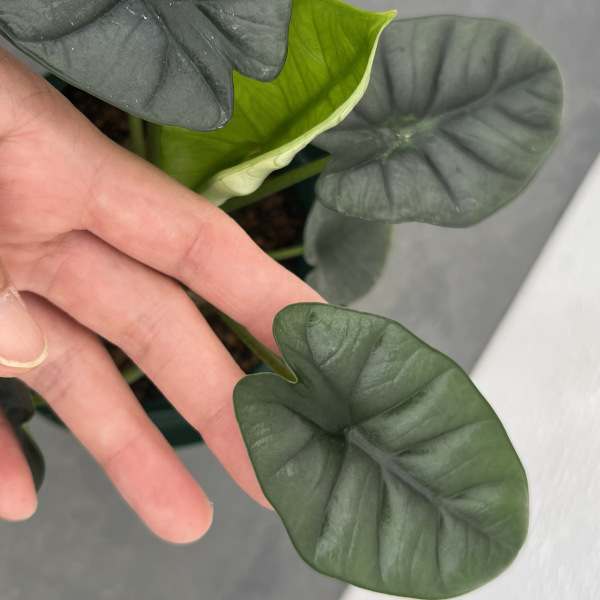 園芸ネット本店｜アロカシア：ビスマ 4号鉢植え の通販【公式】