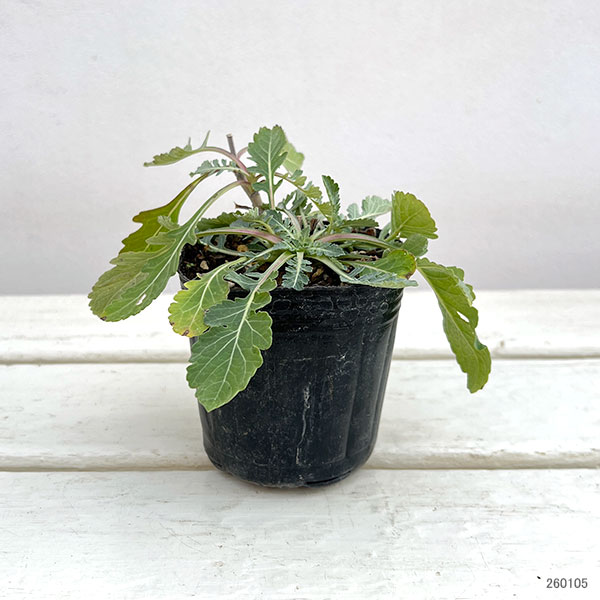 チョコレートデイジー3号ポット 6株セット