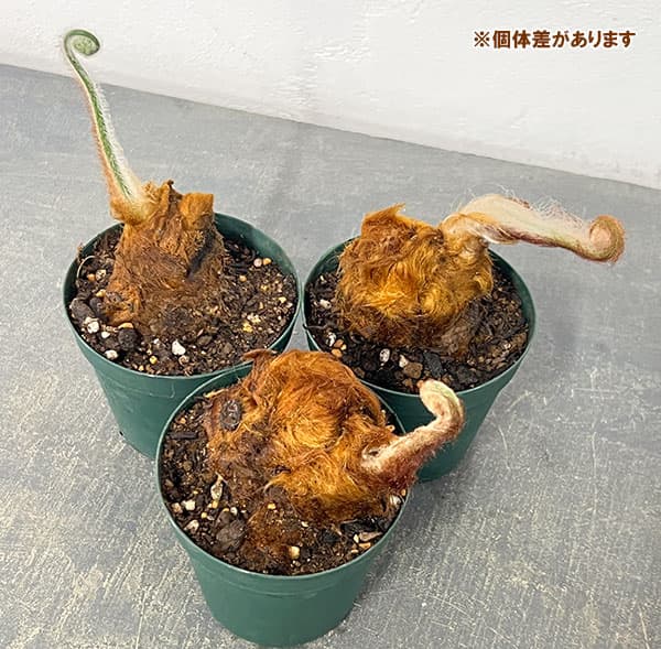 園芸ネット本店｜タカワラビ：ゴールデンチャウチャウ（キンモウコウ