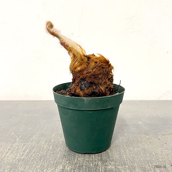 園芸ネット本店｜タカワラビ：ゴールデンチャウチャウ（キンモウコウ