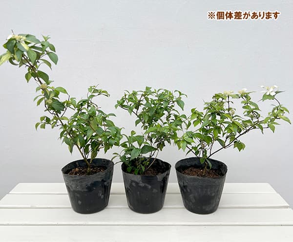 コガクウツギ：コンテリギ錦（斑入り）5号ポット
