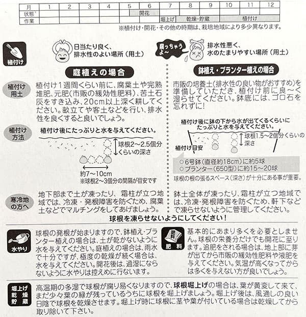 アリウム：ロージードリーム 3球入り