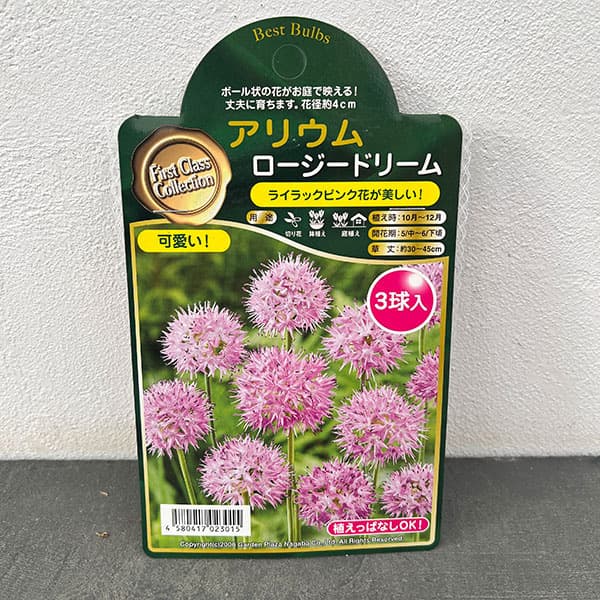 アリウム：ロージードリーム 3球入り