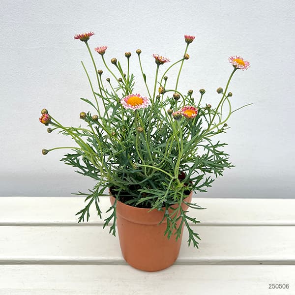 マーガレット：サクラベール　ランラン4号鉢植え