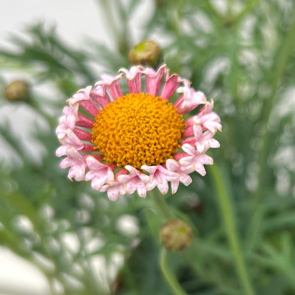 マーガレット：サクラベール　ランラン4号鉢植え