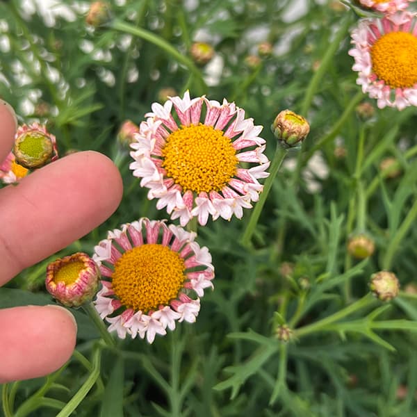 マーガレット：サクラベール　ランラン4号鉢植え