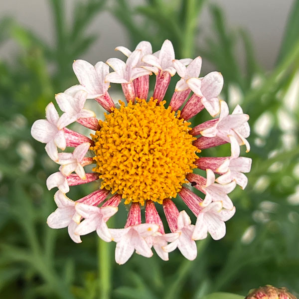 マーガレット：サクラベール　ランラン4号鉢植え