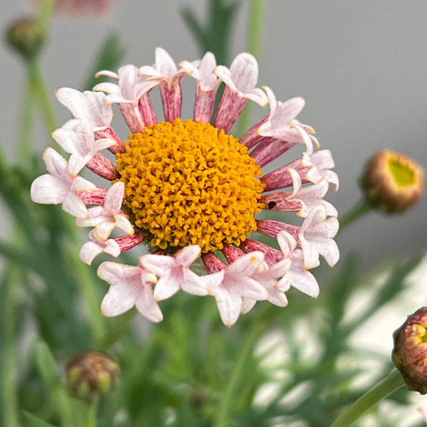 マーガレット：サクラベール　ランラン4号鉢植え