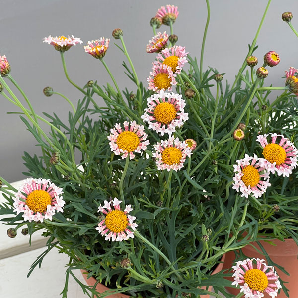 マーガレット：サクラベール　ランラン4号鉢植え