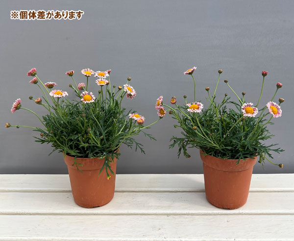 マーガレット：サクラベール　ランラン4号鉢植え