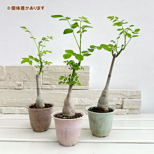 モリンガ:ステノペタラ(木化仕立て・実生苗)2.5号ポット