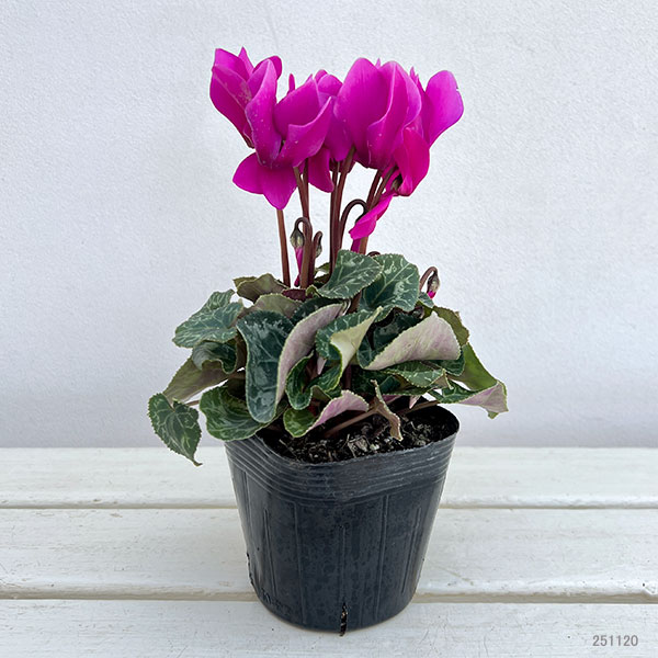 シクラメン:ドリームスケープ ブライトパープル3.5号ポット