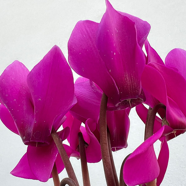 シクラメン:ドリームスケープ ブライトパープル3.5号ポット