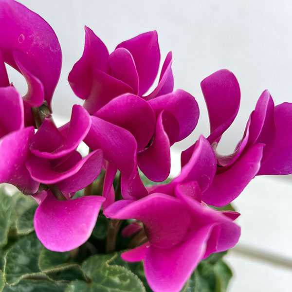 シクラメン:ドリームスケープ ブライトパープル3.5号ポット