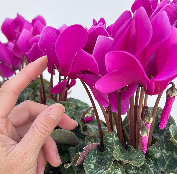 シクラメン:ドリームスケープ ブライトパープル3.5号ポット