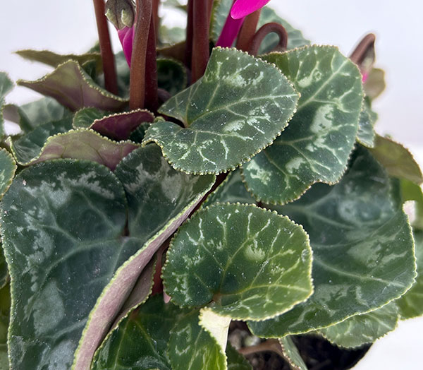 シクラメン:ドリームスケープ ブライトパープル3.5号ポット