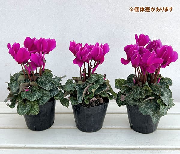 シクラメン:ドリームスケープ ブライトパープル3.5号ポット