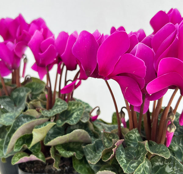 シクラメン:ドリームスケープ ブライトパープル3.5号ポット