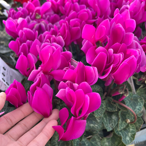 シクラメン：ドリームスケープ　ブライトパープル3.5号ポット