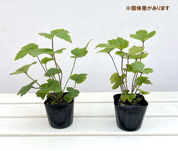 シュウメイギク(秋明菊):桃花一重(高性)3号ポット