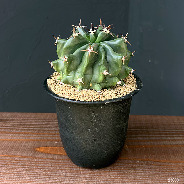 [ザ・ファームセレクト]フェロカクタス：短刺巨鷲玉（無刺実生株）　3.5号鉢植え25-01