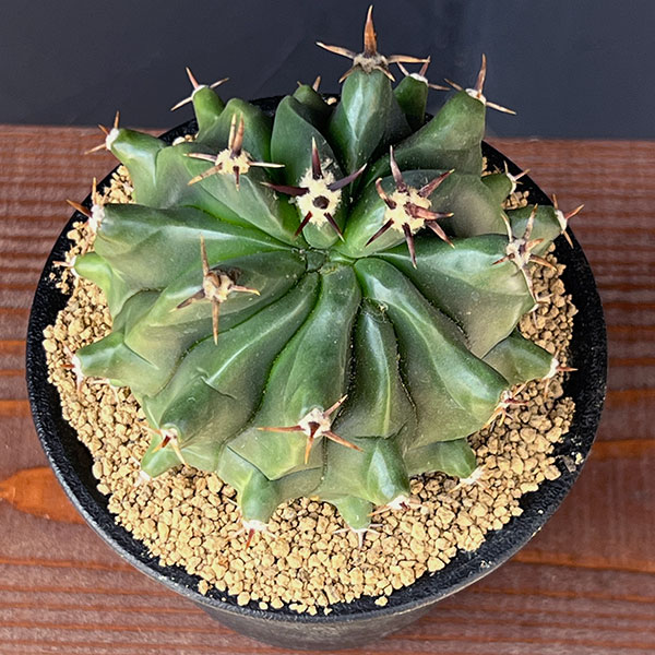 [ザ・ファームセレクト]フェロカクタス：短刺巨鷲玉（無刺実生株）　3.5号鉢植え25-01
