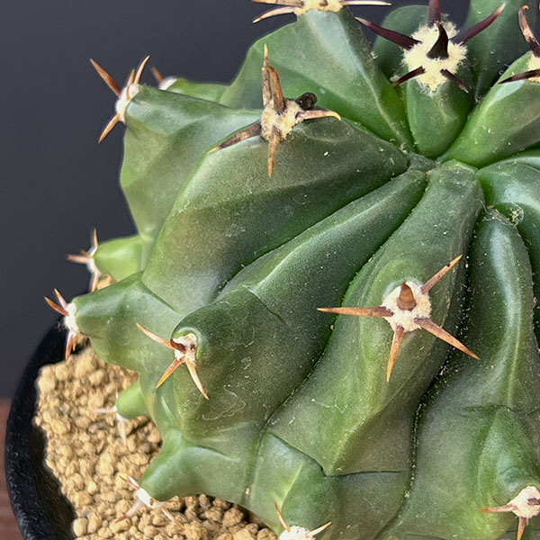 [ザ・ファームセレクト]フェロカクタス：短刺巨鷲玉（無刺実生株）　3.5号鉢植え25-01