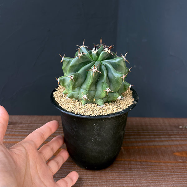[ザ・ファームセレクト]フェロカクタス：短刺巨鷲玉（無刺実生株）　3.5号鉢植え25-01