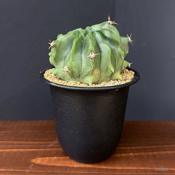 [ザ・ファームセレクト]フェロカクタス：短刺巨鷲玉（無刺実生株）　3.5号鉢植え25-02
