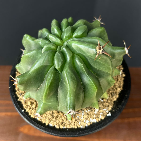 [ザ・ファームセレクト]フェロカクタス：短刺巨鷲玉（無刺実生株）　3.5号鉢植え25-02