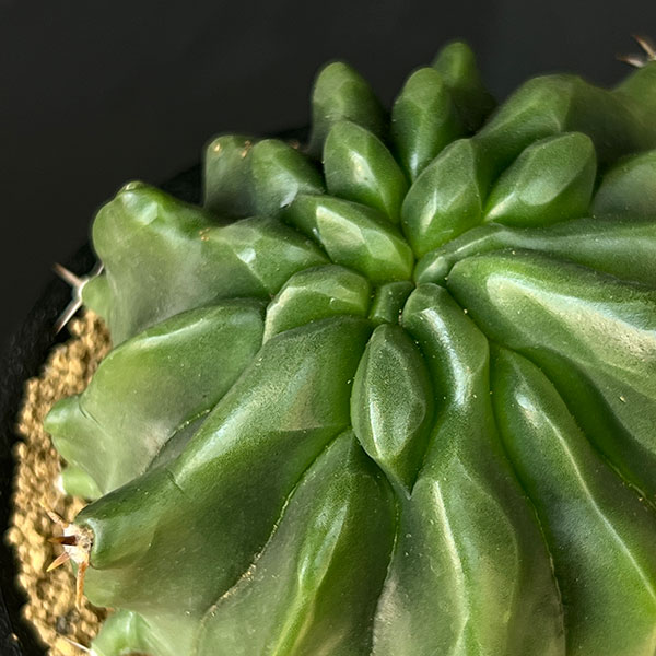 [ザ・ファームセレクト]フェロカクタス：短刺巨鷲玉（無刺実生株）　3.5号鉢植え25-02