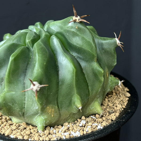 [ザ・ファームセレクト]フェロカクタス：短刺巨鷲玉（無刺実生株）　3.5号鉢植え25-02