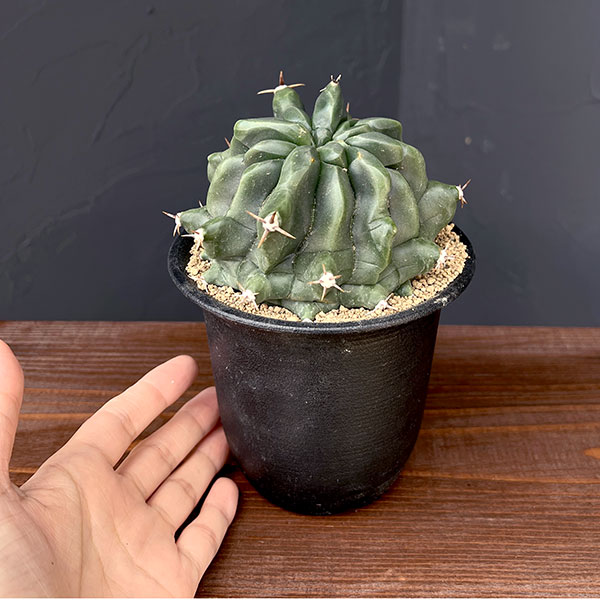 [ザ・ファームセレクト]フェロカクタス：短刺巨鷲玉（無刺実生株）　3.5号鉢植え25-03